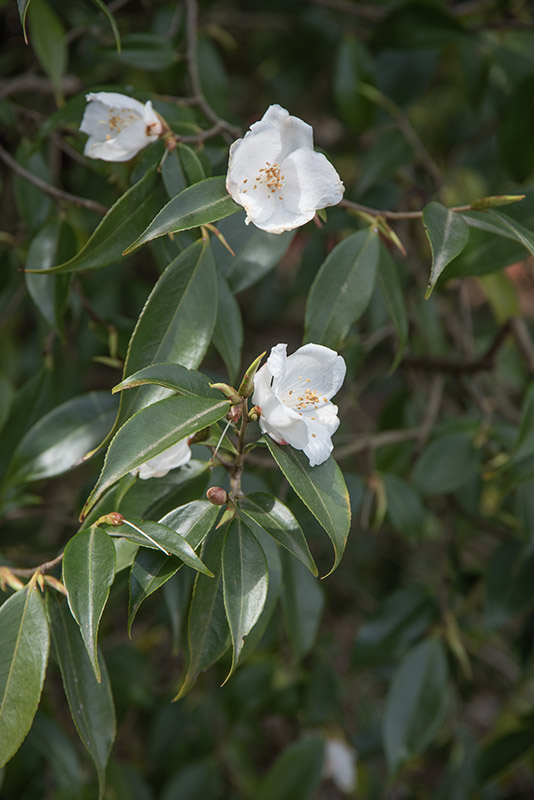 CAMELIA CUSPIDATA, THEACEAE, CULTIVAR, CINA OCCIDENTALE - 6571