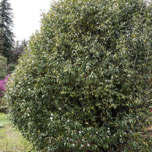 CAMELIA CUSPIDATA, THEACEAE, CULTIVAR, CINA OCCIDENTALE - 6572