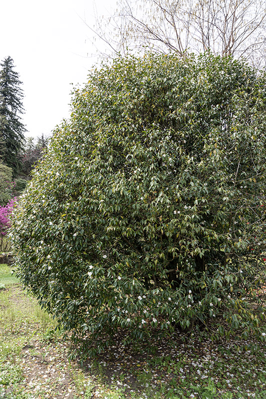 CAMELIA CUSPIDATA, THEACEAE, CULTIVAR, CINA OCCIDENTALE - 6572