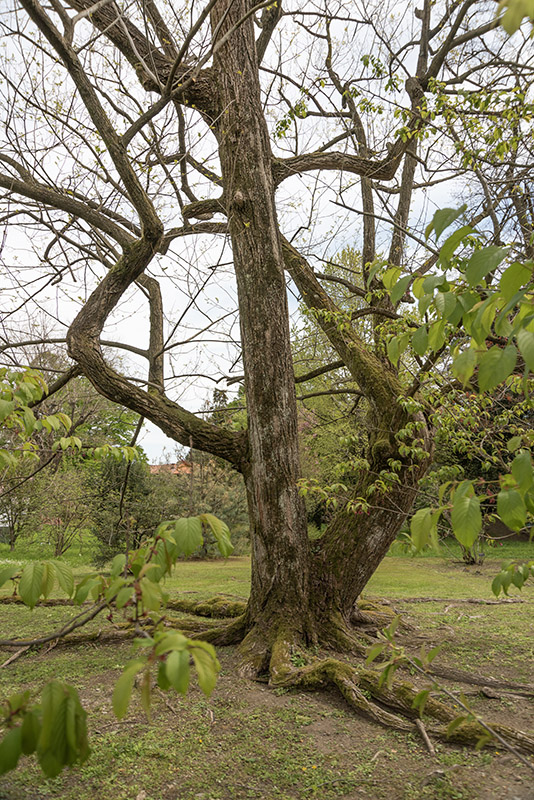 PTEROCARIA STENOPTERA, JUGLANDACEAE, CINA, CHINA - 6575