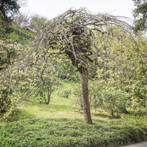ULMUS GLABRA VAR PENDULA, ULMACEAE, NORD CENTRO EUROPA - 6635