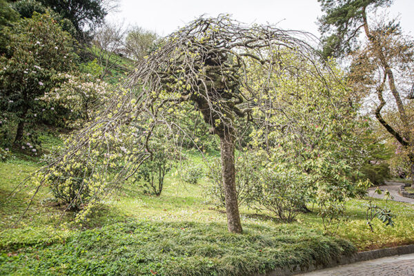 ULMUS GLABRA VAR PENDULA, ULMACEAE, NORD CENTRO EUROPA - 6635