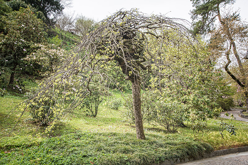 ULMUS GLABRA VAR PENDULA, ULMACEAE, NORD CENTRO EUROPA - 6635 - immagine 1