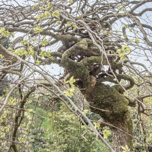 ULMUS GLABRA VAR PENDULA, ULMACEAE, NORD CENTRO EUROPA - 6636