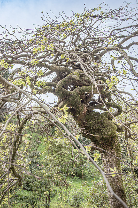 ULMUS GLABRA VAR PENDULA, ULMACEAE, NORD CENTRO EUROPA - 6636