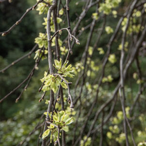 ULMUS GLABRA VAR PENDULA, ULMACEAE, NORD CENTRO EUROPA - 6637