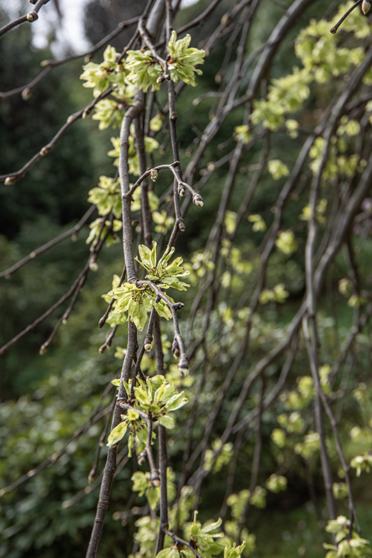 ULMUS GLABRA VAR PENDULA, ULMACEAE, NORD CENTRO EUROPA - 6637