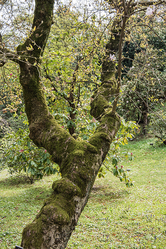 CHAMAECYPARIS OBTUSA, LYCOPODIOIDES, CUPRE MAGNOLIA STELLATA, RUBRA, MAGNOLIACEAE - 6639