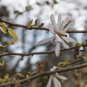 CHAMAECYPARIS OBTUSA, LYCOPODIOIDES, CUPRE MAGNOLIA STELLATA, RUBRA, MAGNOLIACEAE - 6640