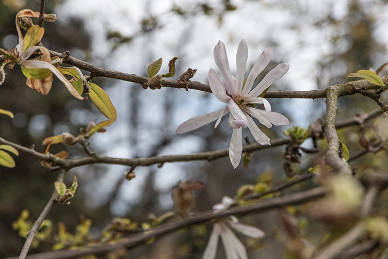 CHAMAECYPARIS OBTUSA, LYCOPODIOIDES, CUPRE MAGNOLIA STELLATA, RUBRA, MAGNOLIACEAE - 6640 - immagine 1
