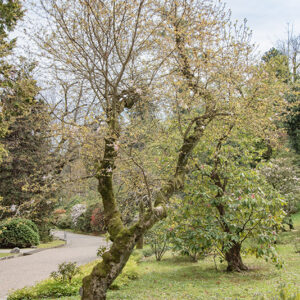 CHAMAECYPARIS OBTUSA, LYCOPODIOIDES, CUPRE MAGNOLIA STELLATA, RUBRA, MAGNOLIACEAE - 6641