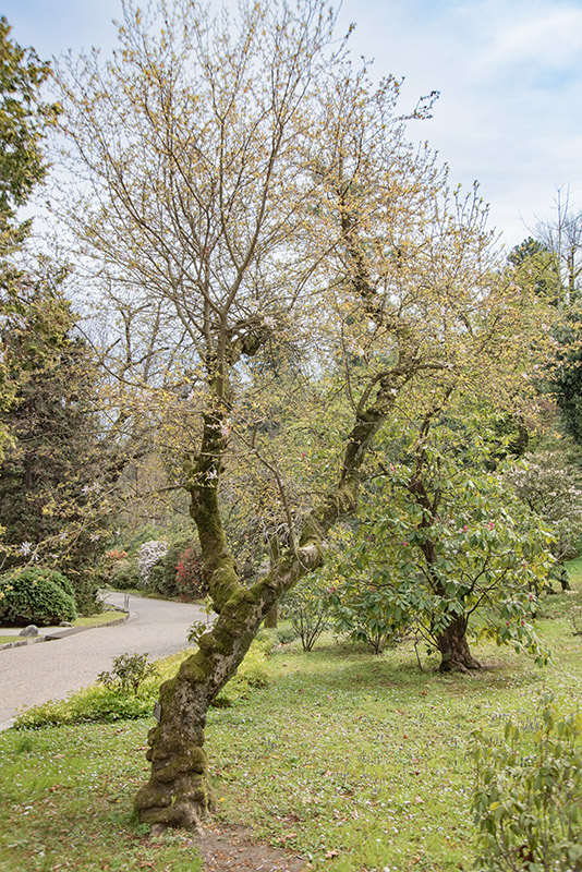 CHAMAECYPARIS OBTUSA, LYCOPODIOIDES, CUPRE MAGNOLIA STELLATA, RUBRA, MAGNOLIACEAE - 6641