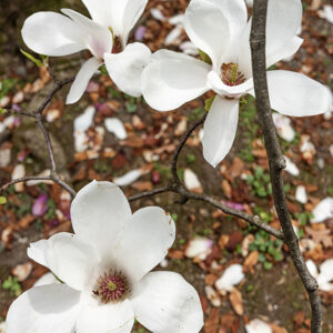 MAGNOLIA JAPONICA, MAGNOLIACEAE, NORD  E SUD AMERICA, ASIA, GIAPPONE, INDIA, NUOVA GUINEA - 6642