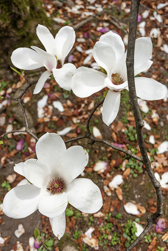MAGNOLIA JAPONICA, MAGNOLIACEAE, NORD  E SUD AMERICA, ASIA, GIAPPONE, INDIA, NUOVA GUINEA - 6642