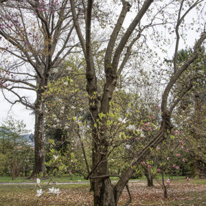 MAGNOLIA JAPONICA, MAGNOLIACEAE, NORD  E SUD AMERICA, ASIA, GIAPPONE, INDIA, NUOVA GUINEA - 6643