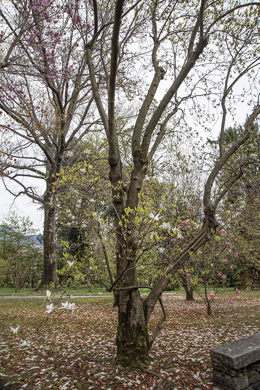 MAGNOLIA JAPONICA, MAGNOLIACEAE, NORD  E SUD AMERICA, ASIA, GIAPPONE, INDIA, NUOVA GUINEA - 6643