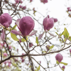 MAGNOLIA SOULANGEANA, RUSTICA RUBRA, MAGNOLIACEAE - 6645