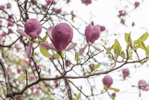 MAGNOLIA SOULANGEANA, RUSTICA RUBRA, MAGNOLIACEAE - 6645