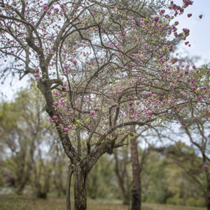 MAGNOLIA SOULANGEANA, RUSTICA RUBRA, MAGNOLIACEAE - 6646