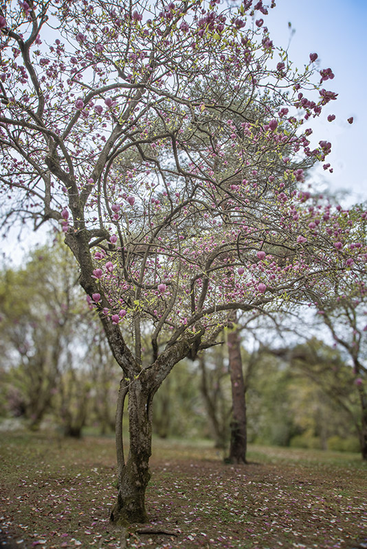 MAGNOLIA SOULANGEANA, RUSTICA RUBRA, MAGNOLIACEAE - 6646