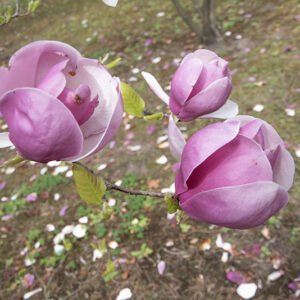 MAGNOLIA SOULANGEANA, RUSTICA RUBRA, MAGNOLIACEAE - 6647