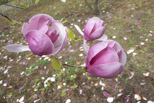MAGNOLIA SOULANGEANA, RUSTICA RUBRA, MAGNOLIACEAE - 6647