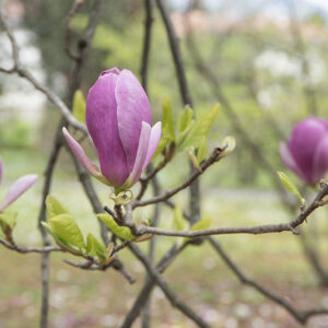 MAGNOLIA SOULANGEANA, RUSTICA RUBRA, MAGNOLIACEAE - 6648
