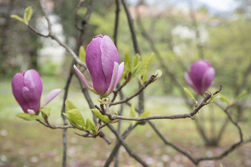 MAGNOLIA SOULANGEANA, RUSTICA RUBRA, MAGNOLIACEAE - 6648 - immagine 1