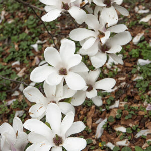 MAGNOLIA X SOULANGEANA, NORBERTI, MAGNOLIACEAE - 6650