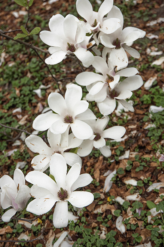 MAGNOLIA X SOULANGEANA, NORBERTI, MAGNOLIACEAE - 6650