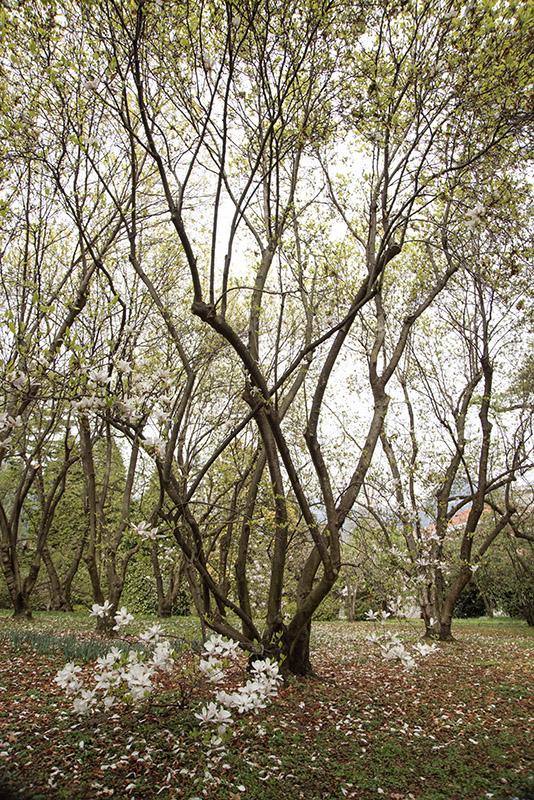 MAGNOLIA X SOULANGEANA, NORBERTI, MAGNOLIACEAE - 6651