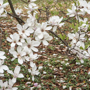 MAGNOLIA X SOULANGEANA, NORBERTI, MAGNOLIACEAE - 6652