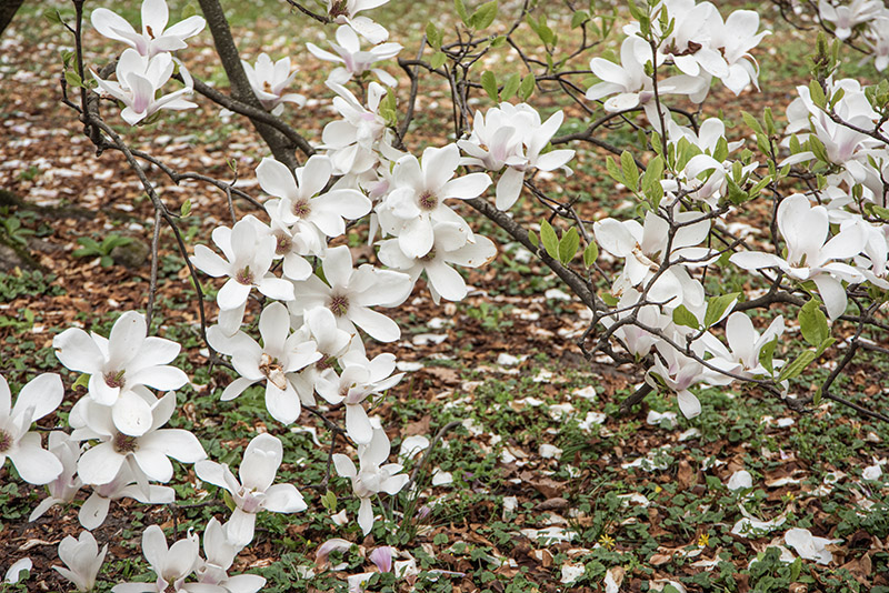 MAGNOLIA X SOULANGEANA, NORBERTI, MAGNOLIACEAE - 6652 - immagine 1