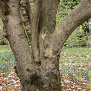 MAGNOLIA X SOULANGEANA, VAR ALEXANDRINA, MAGNOLIACEAE - 6654