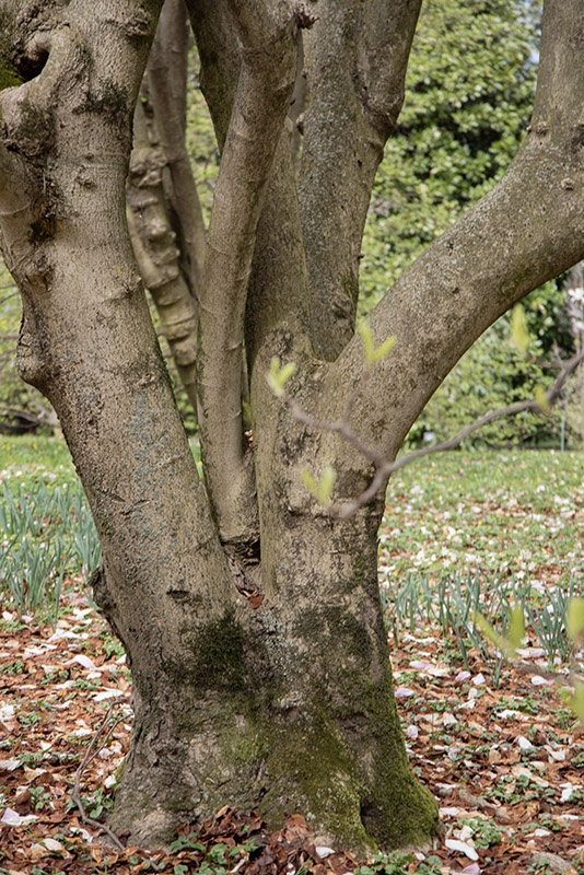 MAGNOLIA X SOULANGEANA, VAR ALEXANDRINA, MAGNOLIACEAE - 6654
