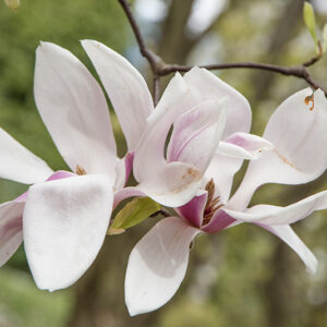 MAGNOLIA X SOULANGEANA, VAR ALEXANDRINA, MAGNOLIACEAE - 6655