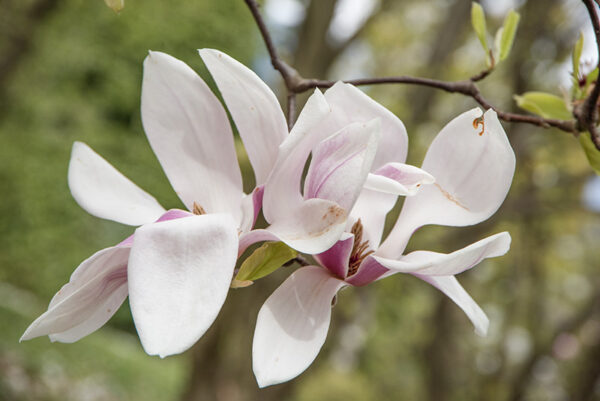MAGNOLIA X SOULANGEANA, VAR ALEXANDRINA, MAGNOLIACEAE - 6655