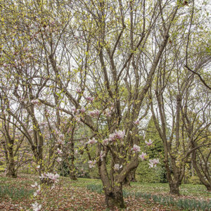MAGNOLIA X SOULANGEANA, VAR ALEXANDRINA, MAGNOLIACEAE - 6656