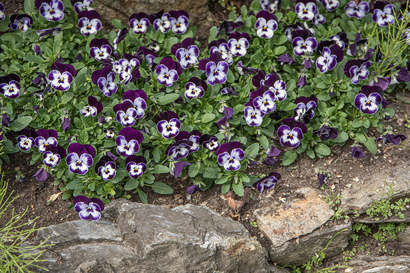 VIOLETTE  DEL PENSIETO, PENSÉE, PANSÈ, VIOLACEAE - 6657 - immagine 1