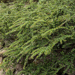 COTONEASTER HORIZONTALIS, ROSACEAE - 6659