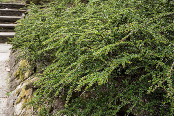 COTONEASTER HORIZONTALIS, ROSACEAE - 6659