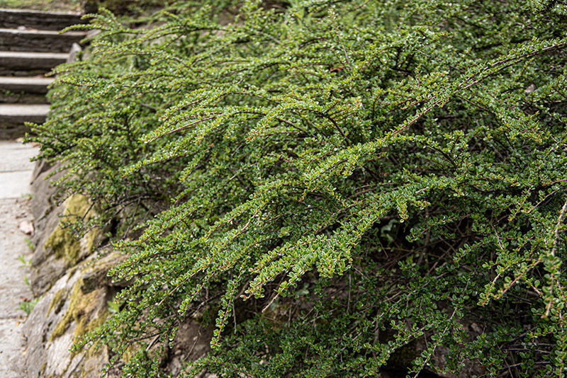 COTONEASTER HORIZONTALIS, ROSACEAE - 6659 - immagine 1