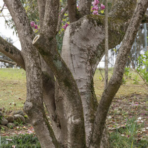 MAGNOLIA SOULANGEANA, RUSTICA RUBRA, MAGNOLIACEAE - 6660