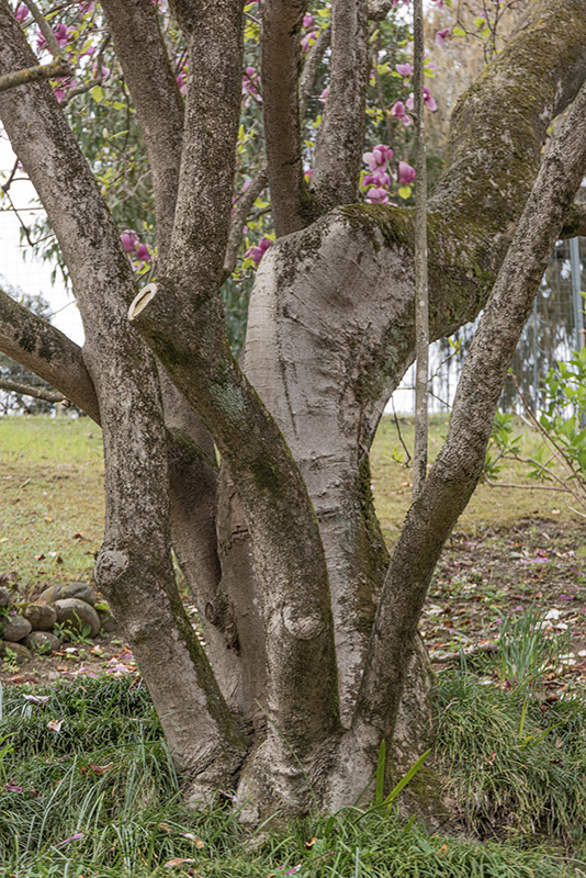 MAGNOLIA SOULANGEANA, RUSTICA RUBRA, MAGNOLIACEAE - 6660
