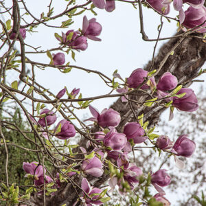 MAGNOLIA SOULANGEANA, RUSTICA RUBRA, MAGNOLIACEAE - 6661