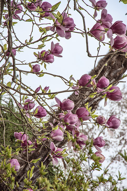 MAGNOLIA SOULANGEANA, RUSTICA RUBRA, MAGNOLIACEAE - 6661