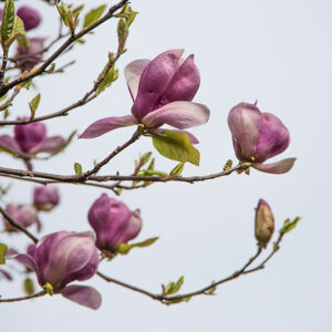 MAGNOLIA SOULANGEANA, RUSTICA RUBRA, MAGNOLIACEAE - 6662