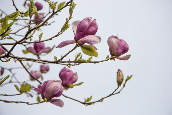 MAGNOLIA SOULANGEANA, RUSTICA RUBRA, MAGNOLIACEAE - 6662