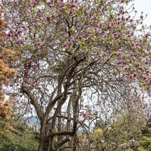 MAGNOLIA SOULANGEANA, RUSTICA RUBRA, MAGNOLIACEAE - 6663