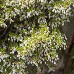 ENKIANTHUS PERULATUS, ERICACEAE - 6665